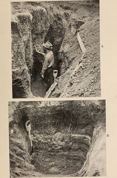 A. One end of a trench used in excavating root systems. B. Distichlis spicata, showing the long rhizomes and shallow roots. J. Weaver (1919) The ecological relations of roots.